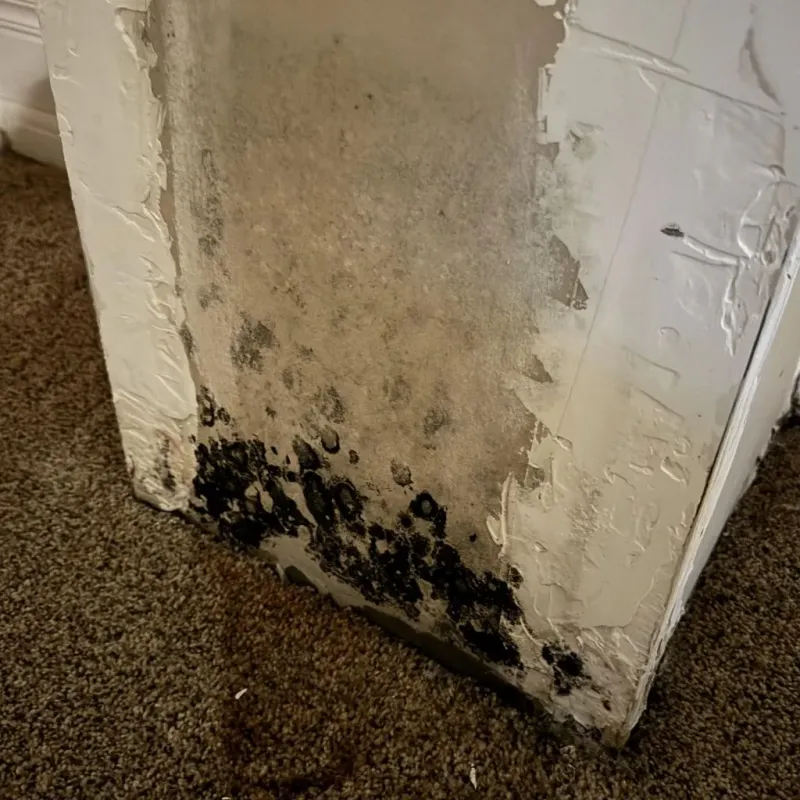 Professional Mold Removal in Sunray, TX